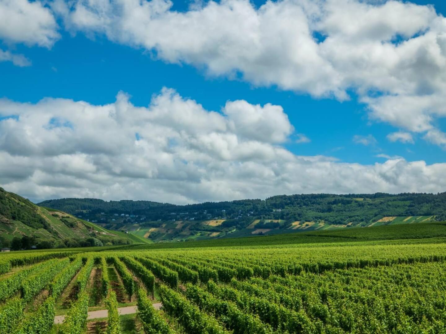 Ferienweingut Winnebeck Köwerich Zewnętrze zdjęcie
